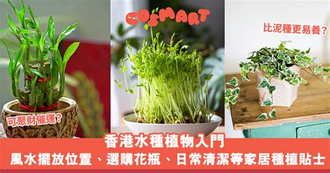 水種植物 風水|【水培植物擺放風水】客廳擺這7種水培植物好看又不招蟲子家庭。